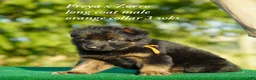 German Shepherd dogs for sale: gsd male orange collar - Ad 2