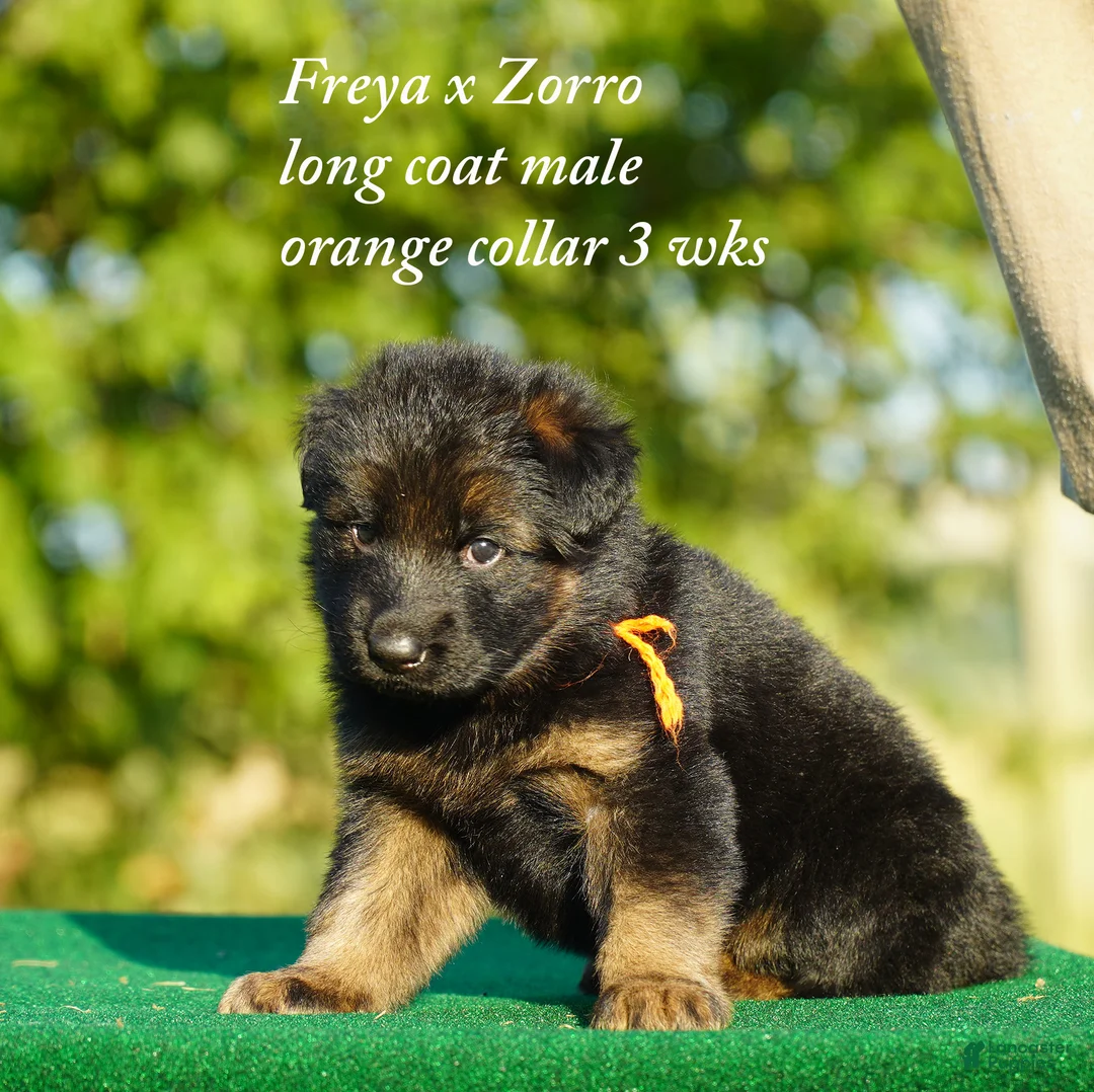 German Shepherd dogs for sale: gsd male orange collar - Ad 2