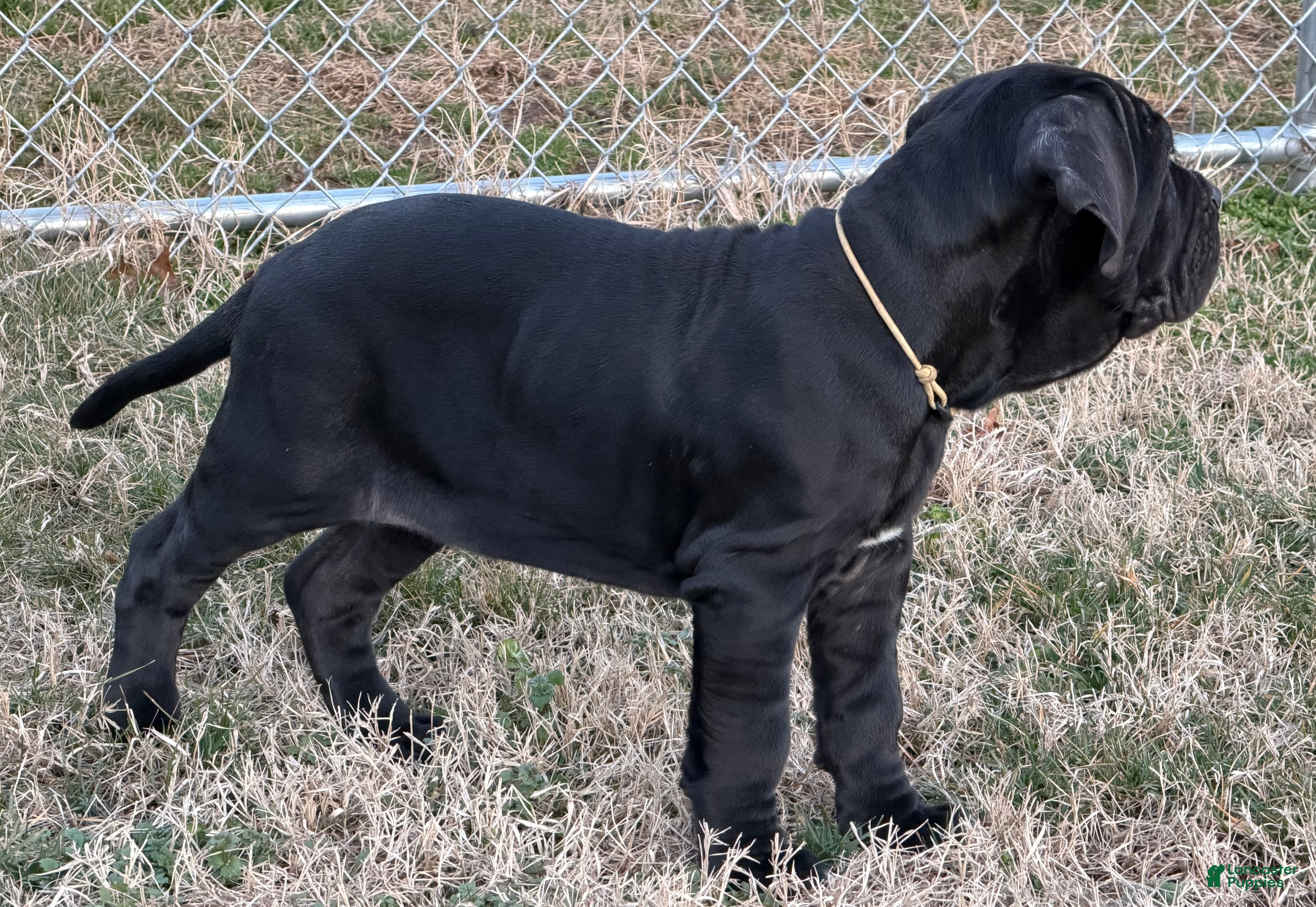 Neapolitan Mastiff dogs Neapolitan Mastiff Puppy 1 - Ad 2