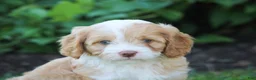 Cavapoo dogs for sale: Bella - Ad 3