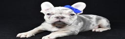 French Bulldog dogs for sale: Buster  - Ad 3