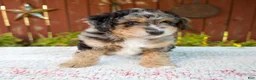 Mini Bernedoodle dogs for sale: Nate - Ad 5