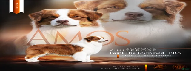 Amos
