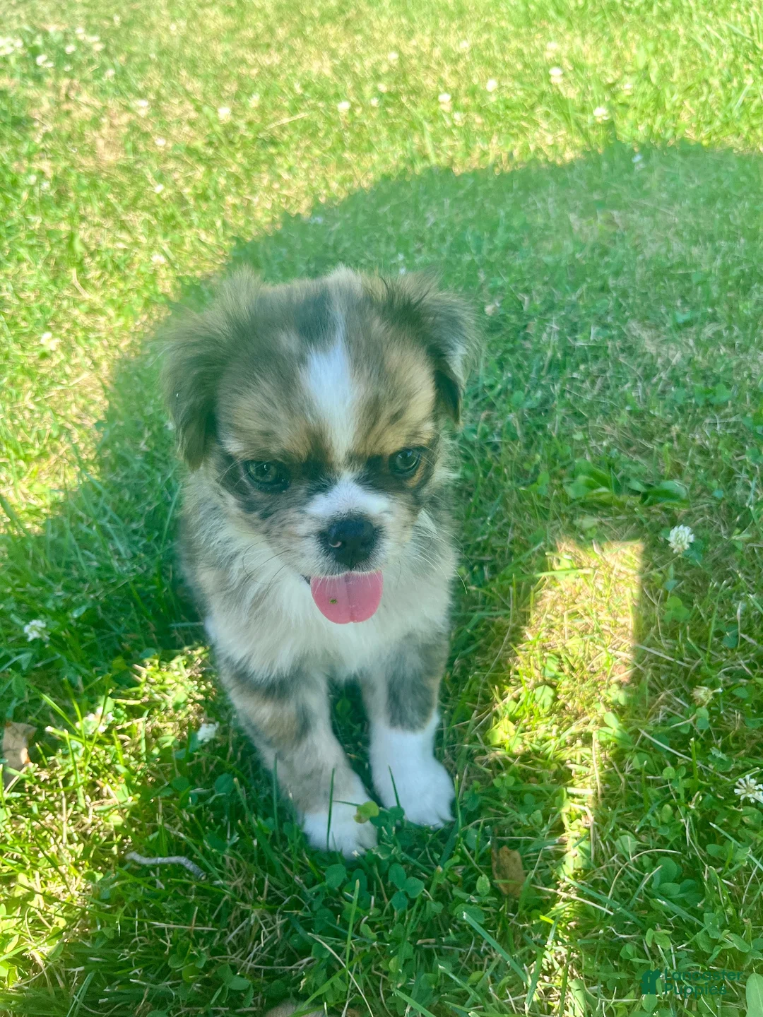 Mixed Breed dogs for sale: Miley - Ad 2