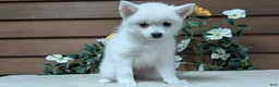 Pomsky dogs for sale: Penny - Ad 4