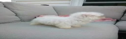 Maltese dogs for sale: Lily - Ad 5