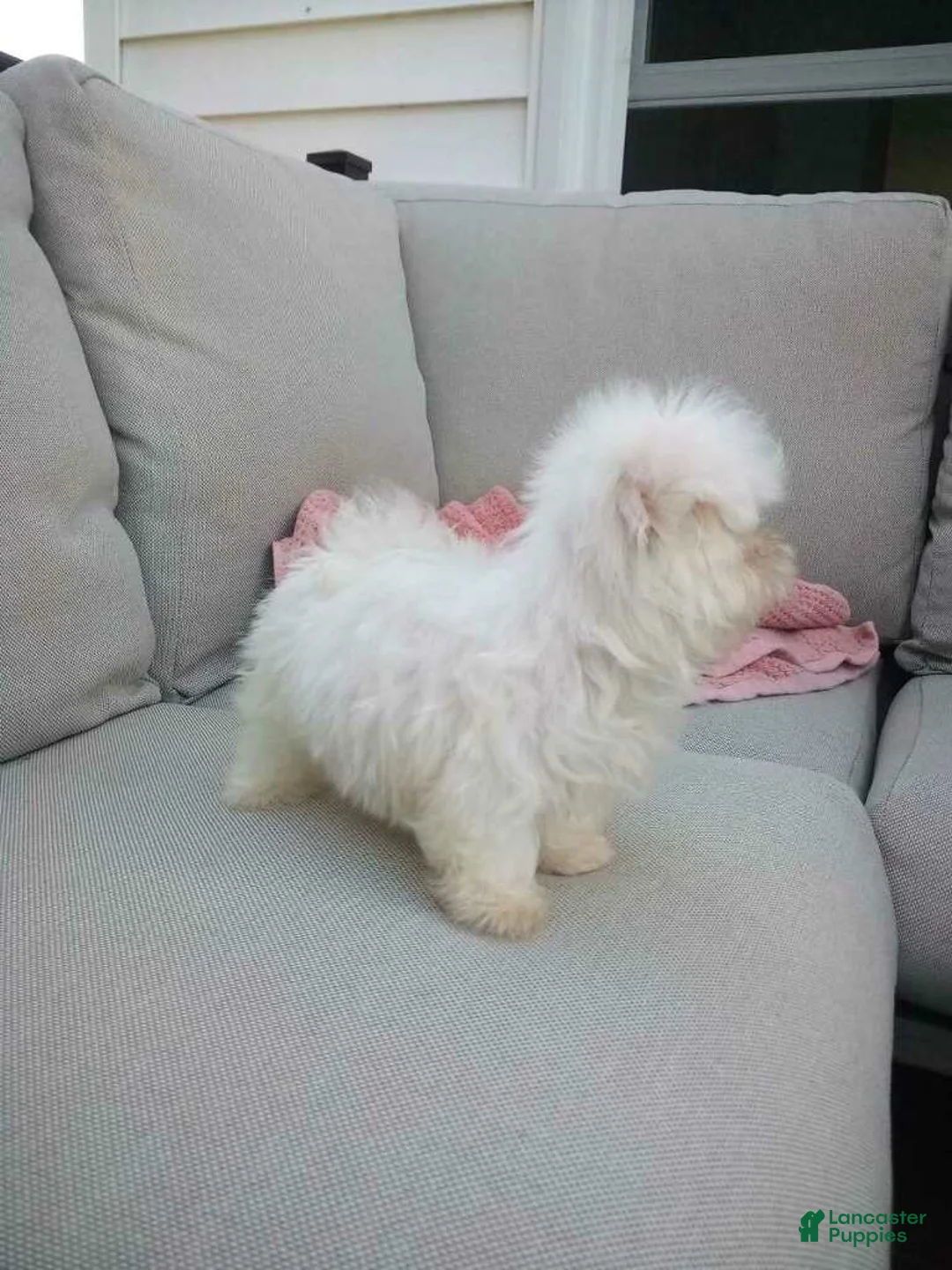 Maltese dogs for sale: Lily - Ad 5