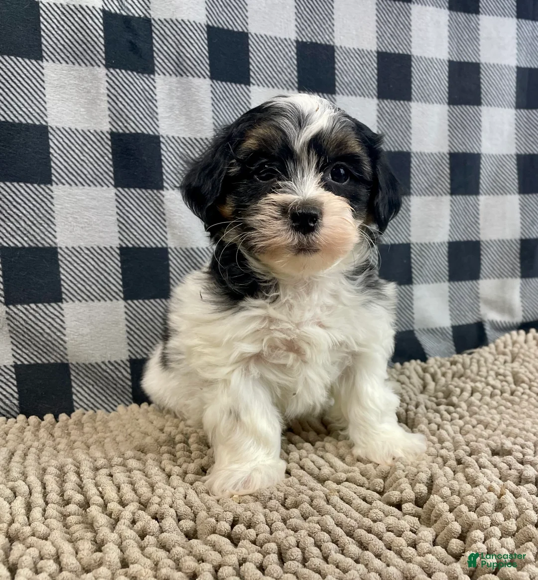 Teddy Bear dogs for sale: Jonah - Ad 5