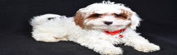 Cavapoo dogs for sale: Sienna - Ad 3