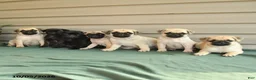 Pug dogs for sale: Tootsie - Ad 3