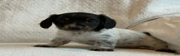 Miniature Dachshund dogs for sale: Ashley - Ad 4
