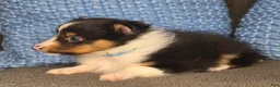 Shetland Sheepdog dogs for sale: Detroit  - Ad 7