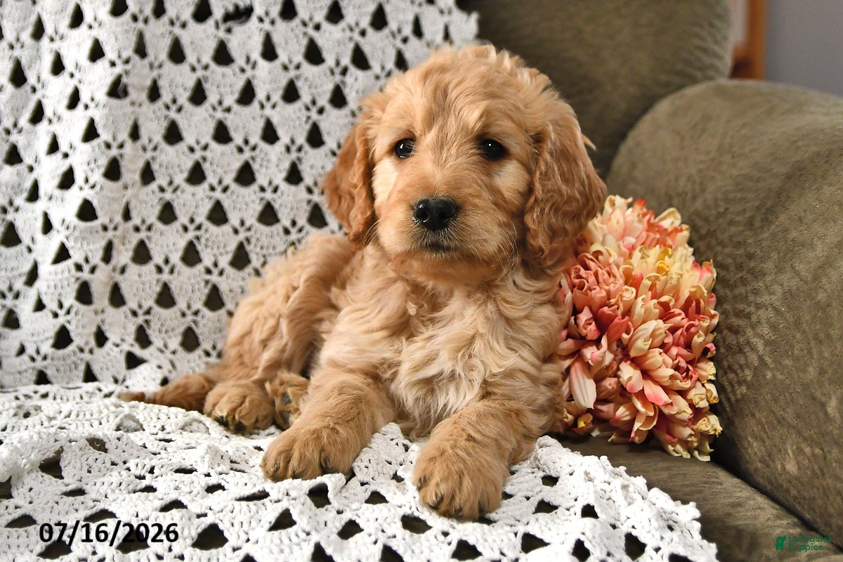 Goldendoodle dogs Candy - Ad 2