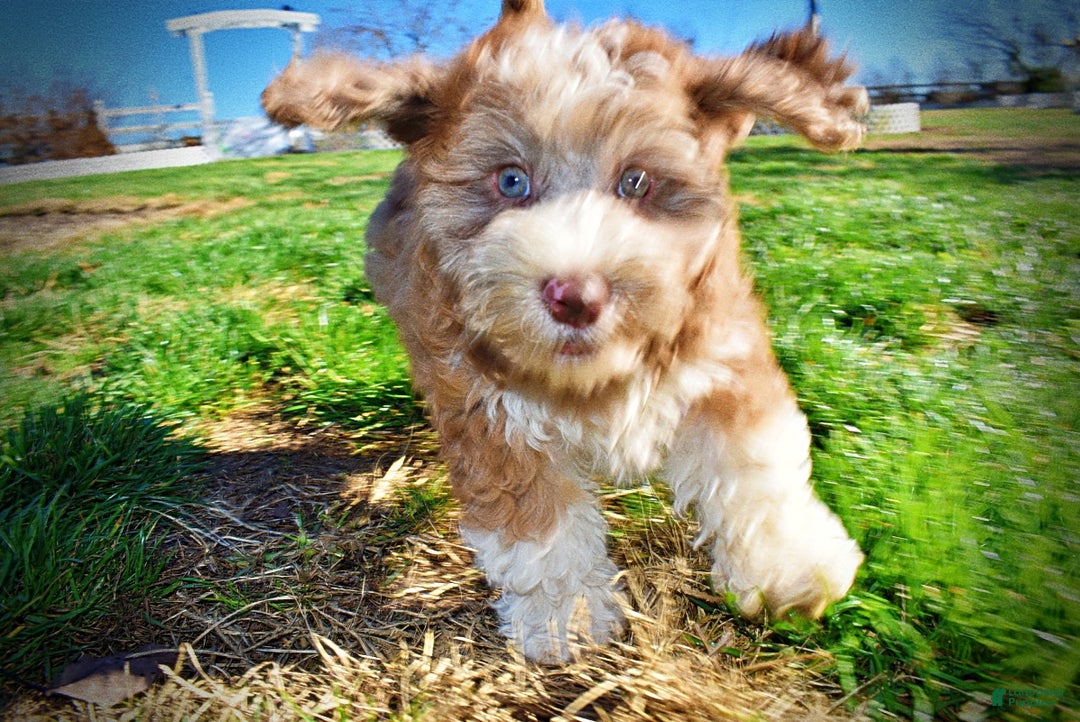 Havapoo dogs for sale: Romeo - Ad 19