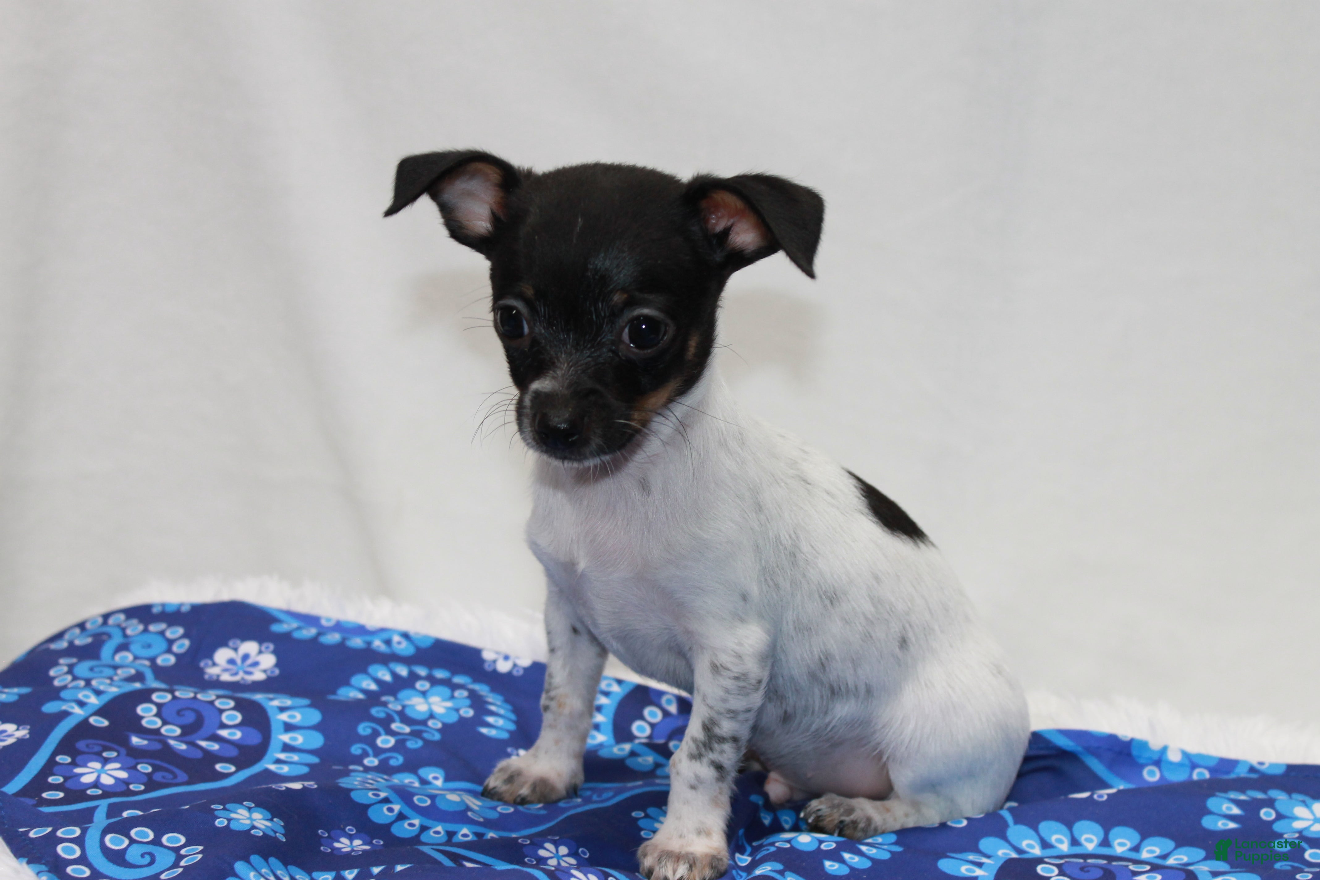 Chihuahua dogs Chihuahua 3 - Ad 2