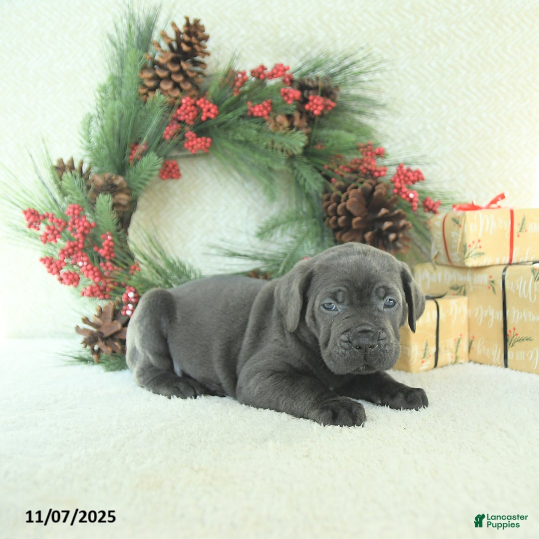 Cane Corso dogs for sale: Noel - Ad 13