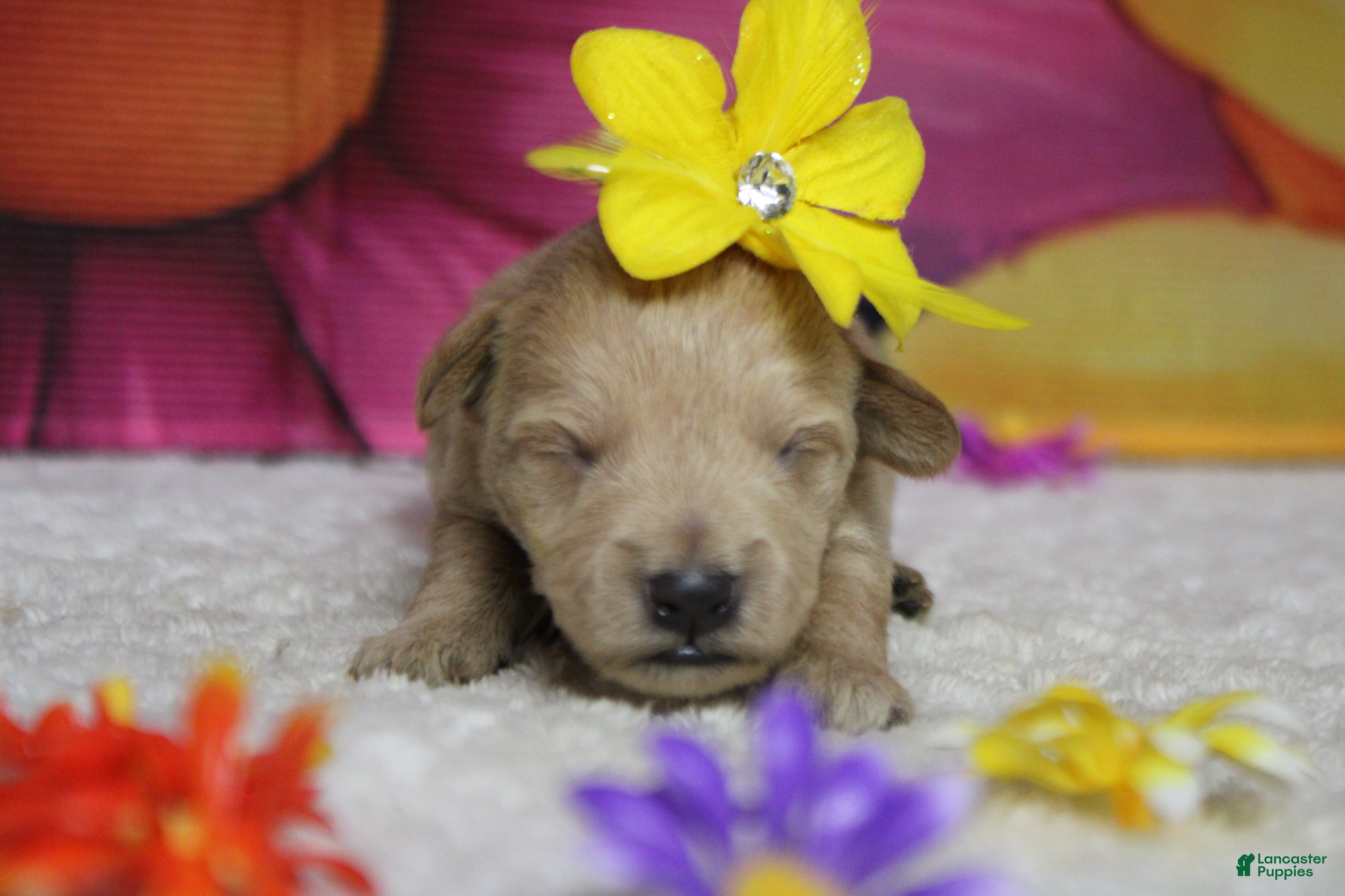 Schnoodle dogs Champaign  - Ad 8