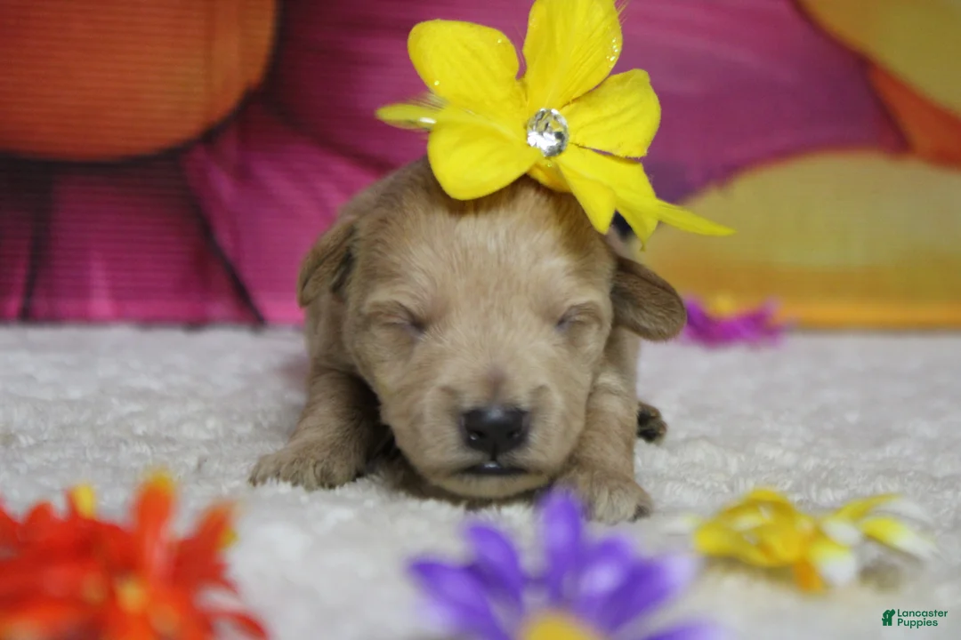 Schnoodle dogs for sale: Champaign  - Ad 1