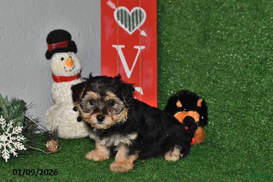 Yochon dogs for sale: Daisy - Ad 2