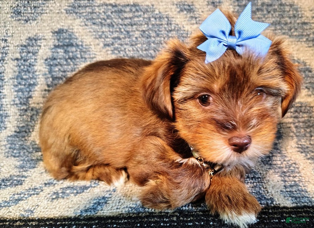 Yorkiepoo dogs for sale: Pudgy - Ad 7