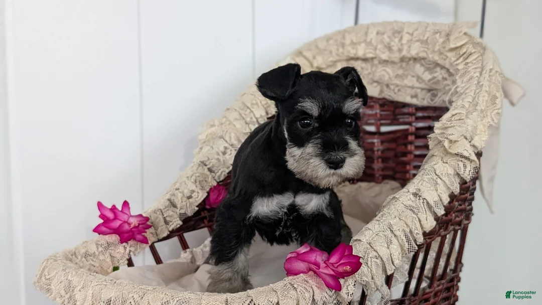 Miniature Schnauzer dogs for sale: Malia - Ad 6