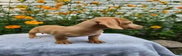 Miniature Dachshund dogs for sale: Roxy - Ad 4