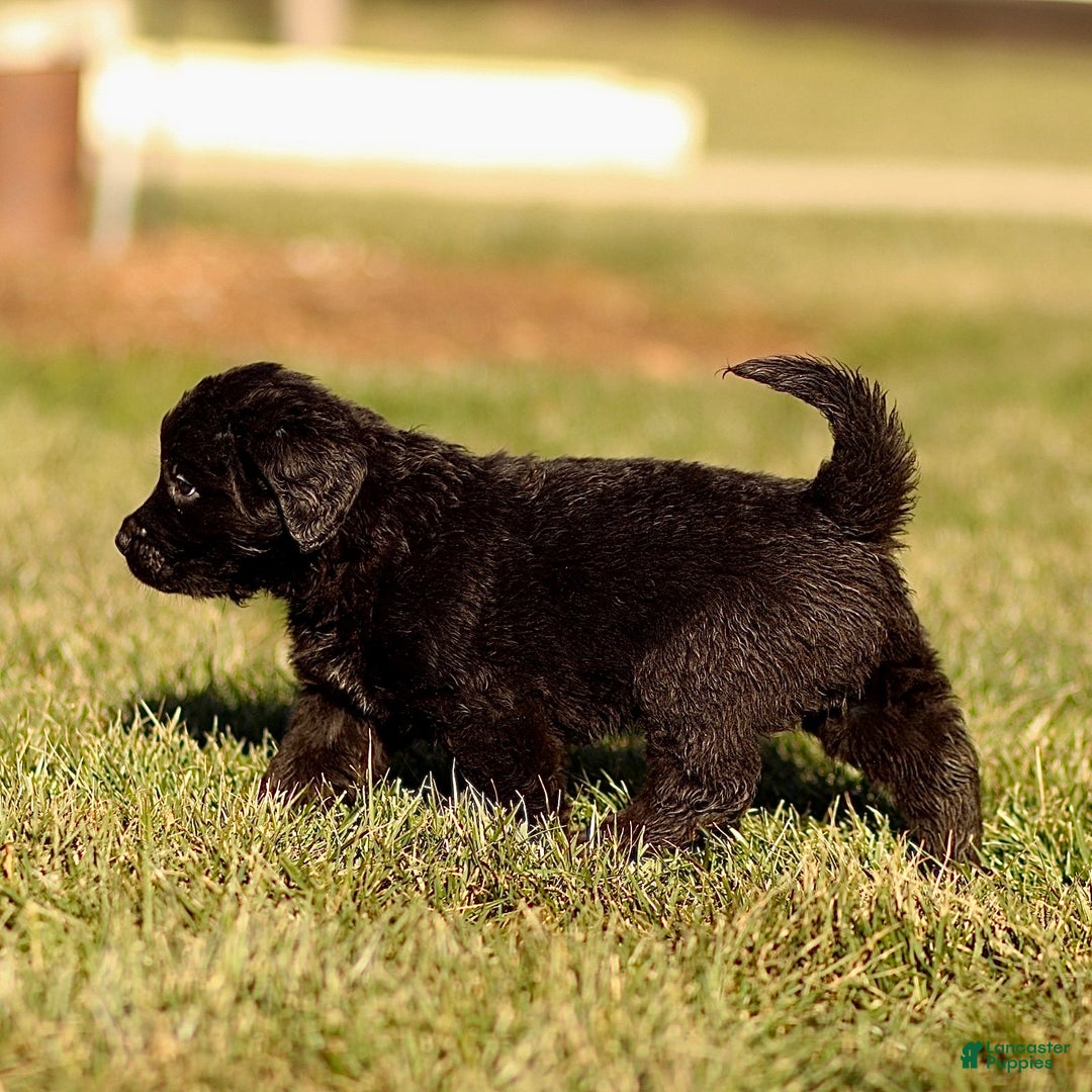 Mixed Breed dogs for sale: Lincoln - Ad 2