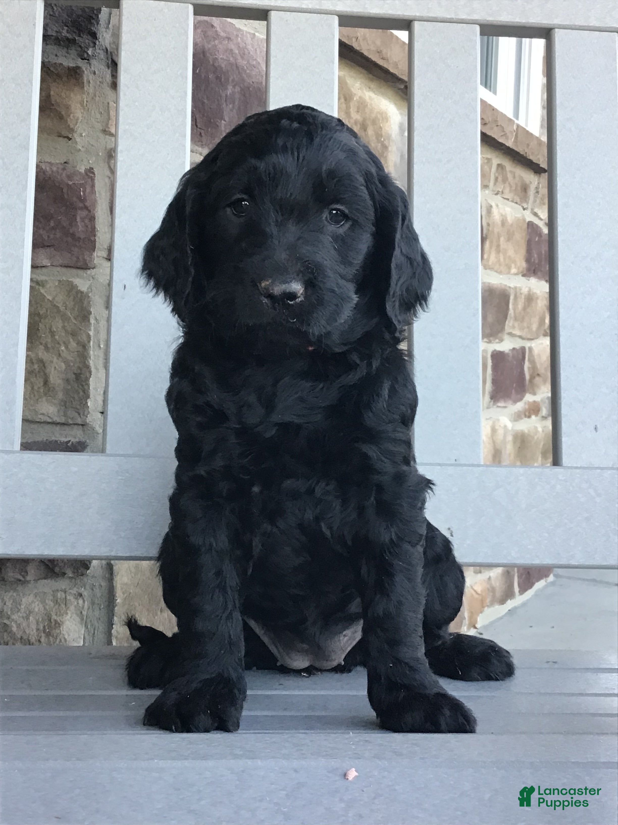 Goldendoodle dogs Dixie - Ad 2