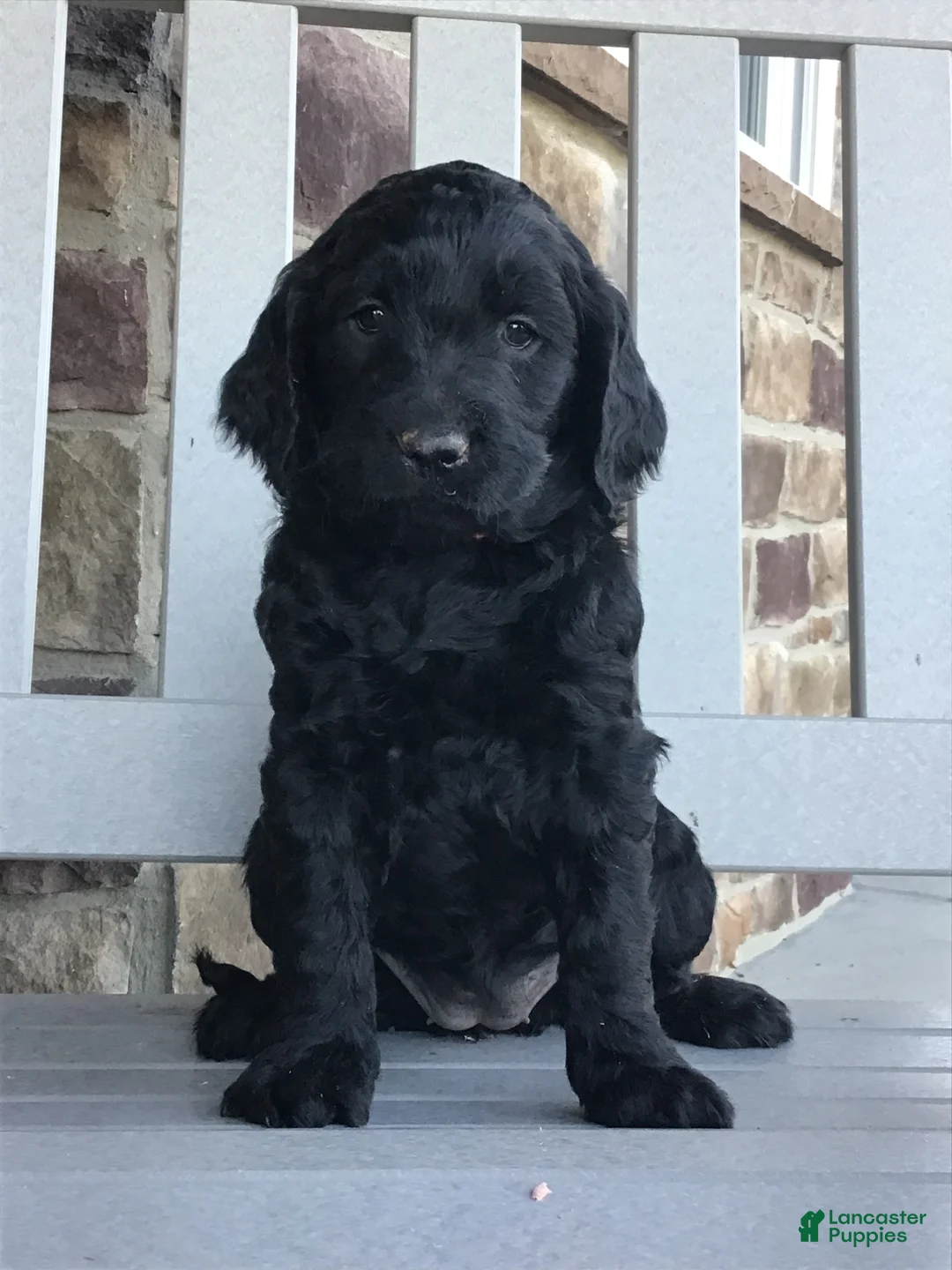 Goldendoodle dogs for sale: Dixie - Ad 2