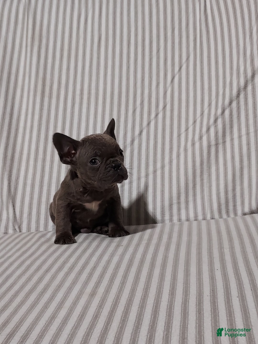 Mixed Breed dogs for sale: Cooper - Ad 14