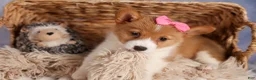 Welsh Corgi Pembroke dogs for sale: Bella🌸 - Ad 13