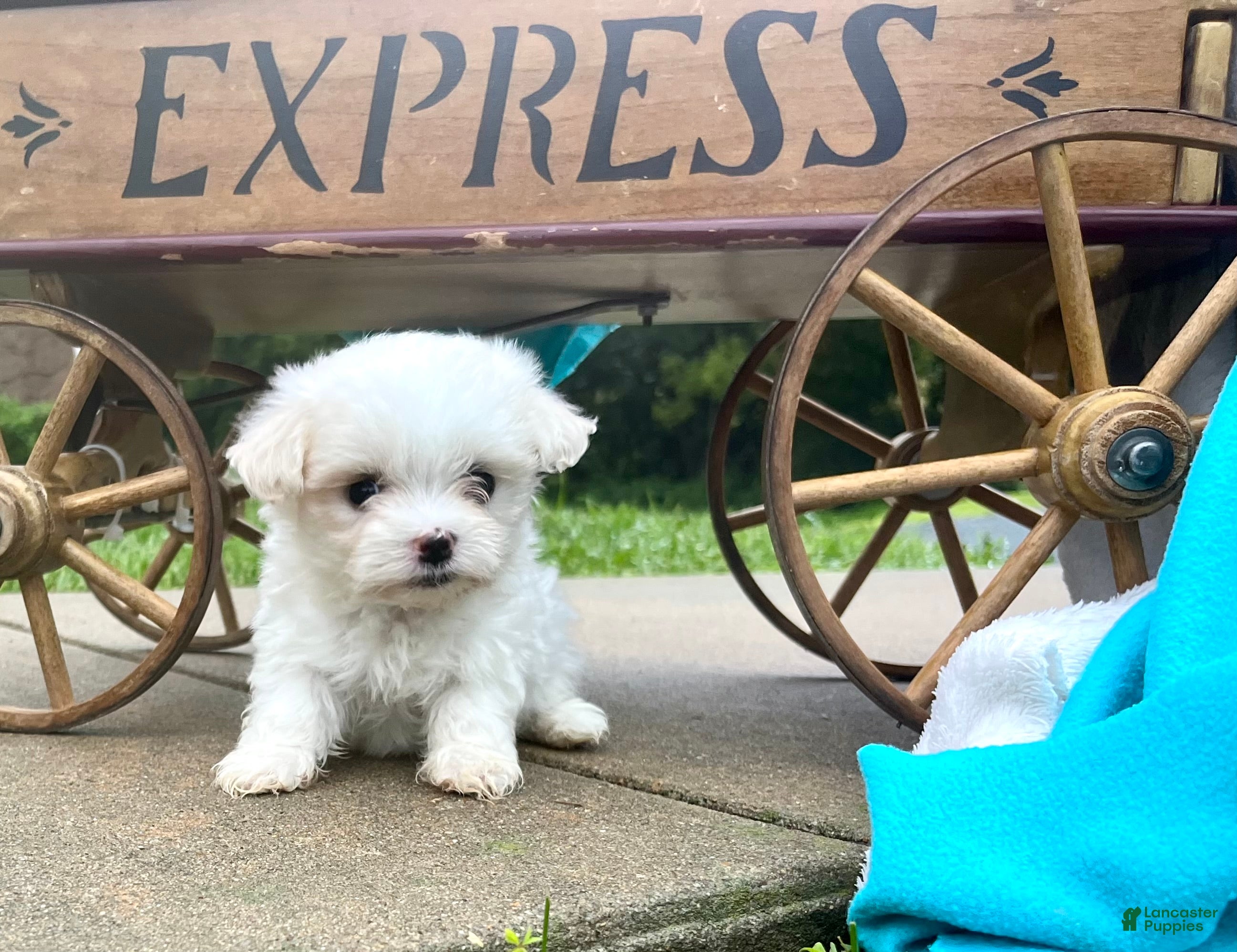 Maltese dogs Tessa ❤️AKC Genetic Tested 5/6lb Parents🐾Text or call - Ad 2