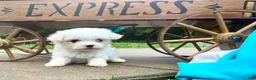 Maltese dogs for sale: Tessa ❤️AKC Genetic Tested 5/6lb Parents🐾Text or call - Ad 2