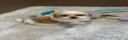 Malshi dogs for sale: Penny - Ad 6