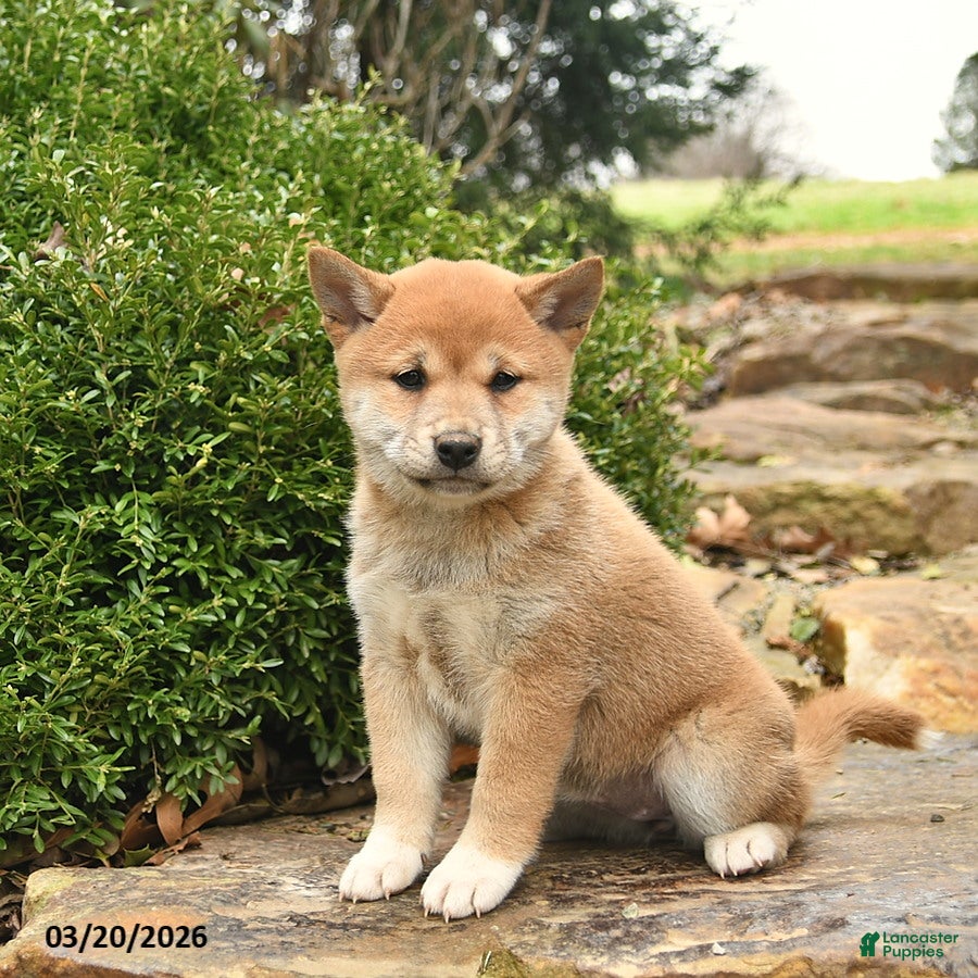 Shiba Inu dogs Daisy  - Ad 2