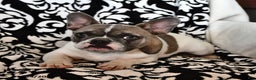 French Bulldog dogs for sale: Timber - Ad 2