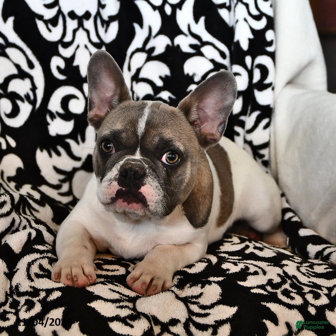French Bulldog dogs for sale: Timber - Ad 2