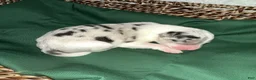 Border Collie dogs for sale: Willow  - Ad 6