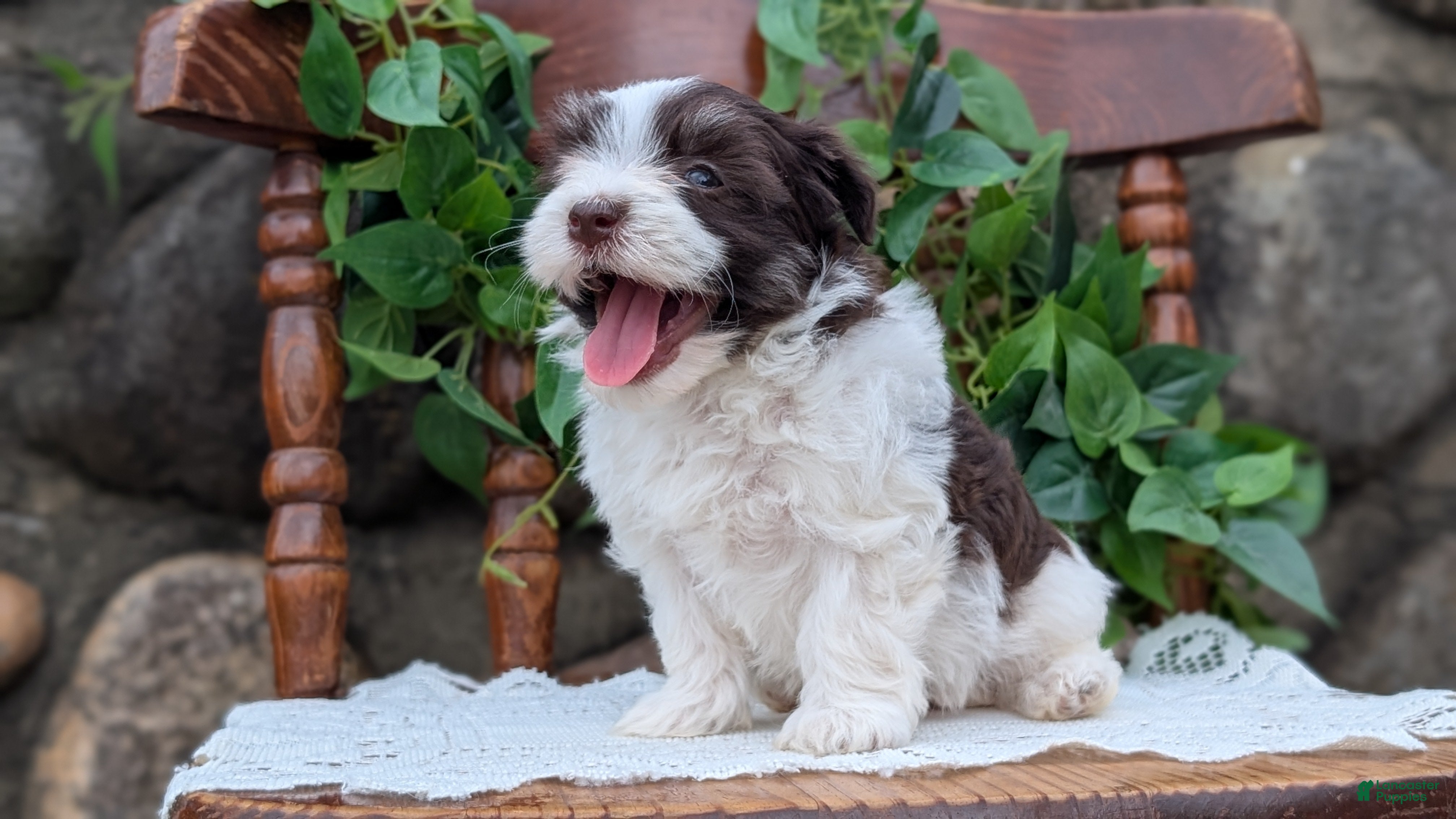 Havanese dogs Niles - Ad 2