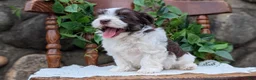 Havanese dogs for sale: Niles - Ad 2