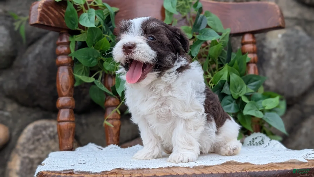 Havanese dogs for sale: Niles - Ad 2