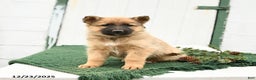 Mixed Breed dogs for sale: Blitzen - Ad 3