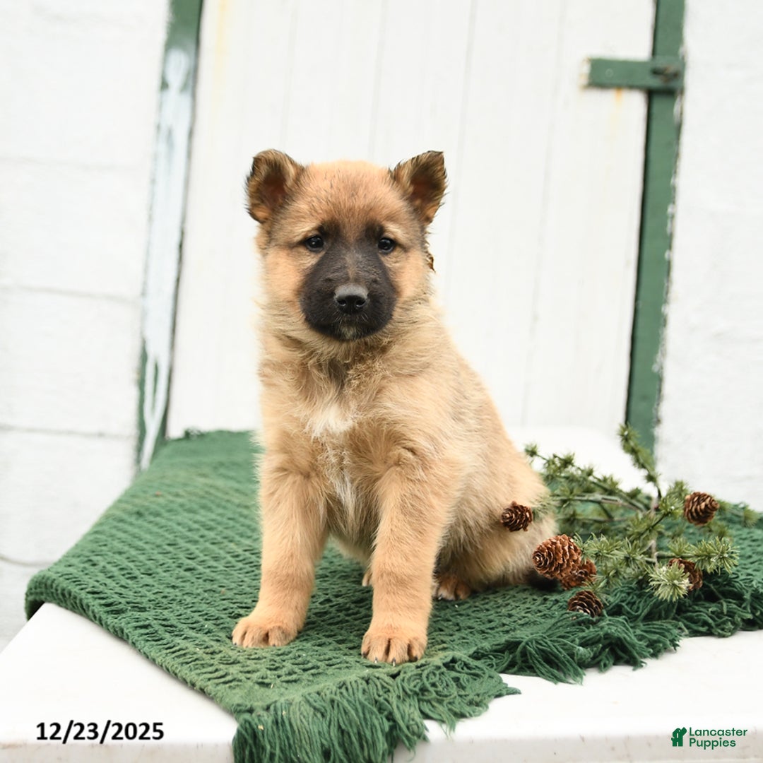 Mixed Breed dogs for sale: Blitzen - Ad 3