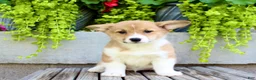 Welsh Corgi Pembroke dogs for sale: Roxy - Ad 1