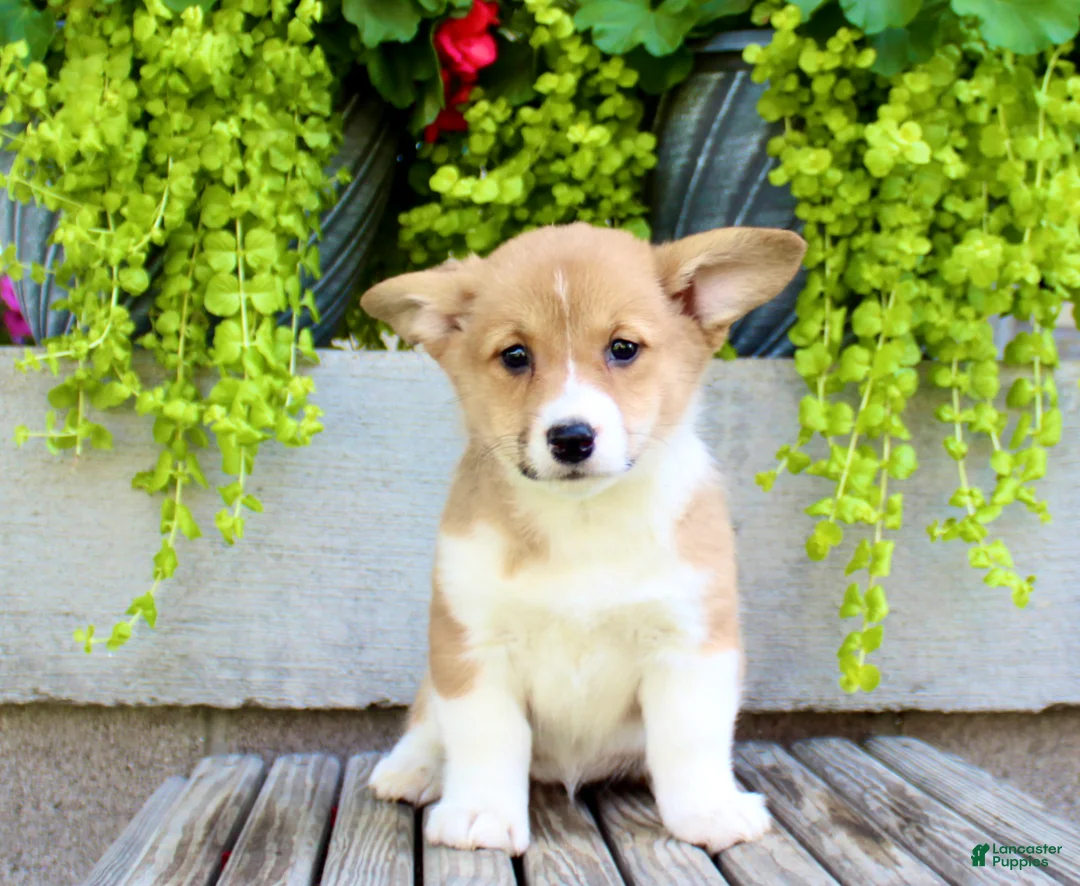 Welsh Corgi Pembroke dogs for sale: Roxy - Ad 1