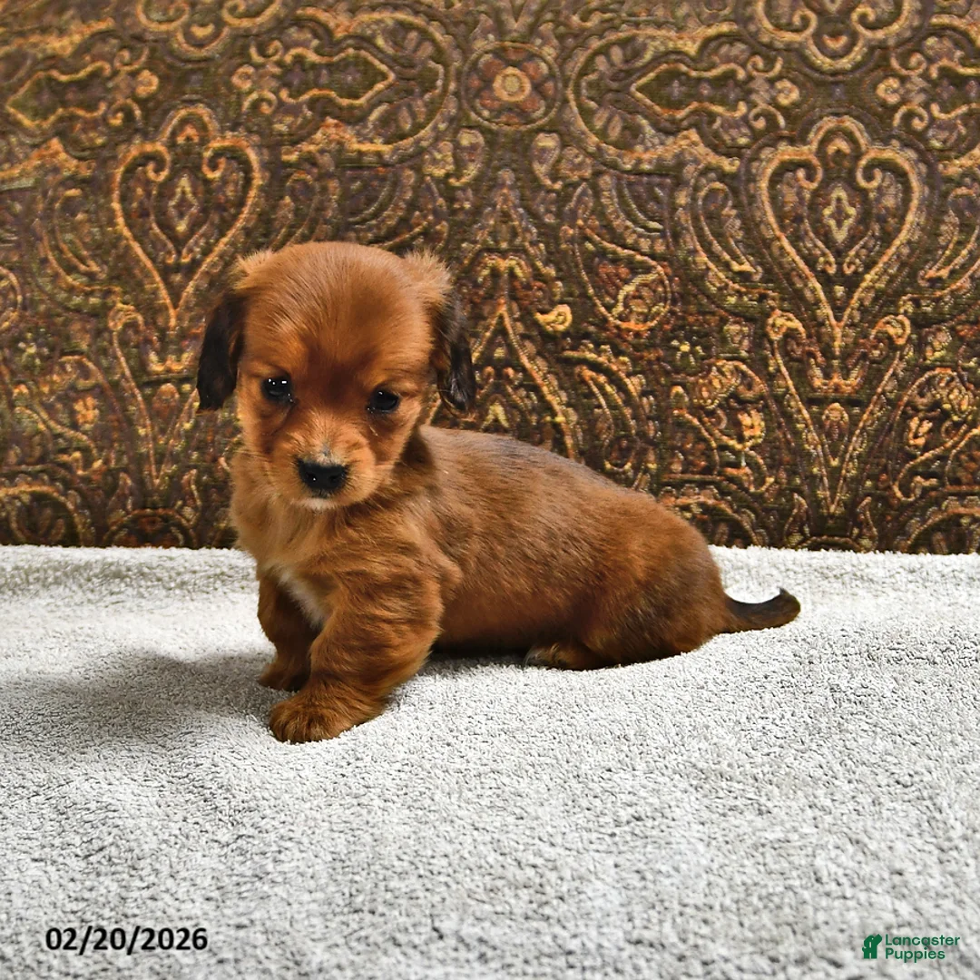 Miniature Dachshund dogs for sale: Twix - Ad 2
