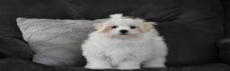 Maltese dogs for sale: Finley - Ad 4