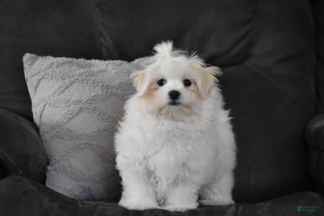 Maltese dogs for sale: Finley - Ad 4