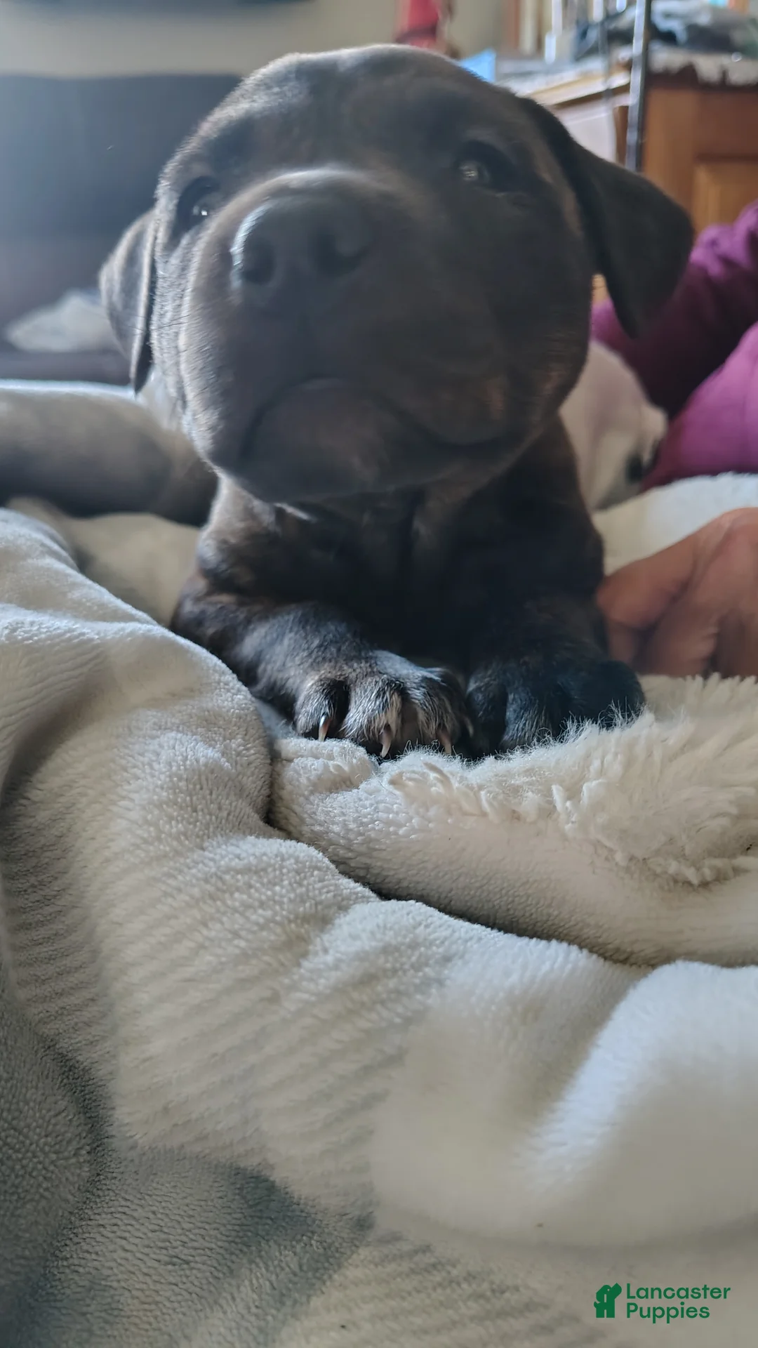 Mixed Breed dogs for sale: Bear  - Ad 2