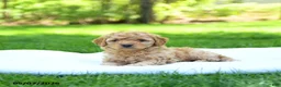 Mini Goldendoodle dogs for sale: Pearl - Ad 4